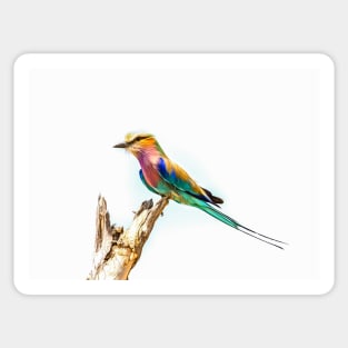 Beautiful Lilac Breasted Roller Sticker
